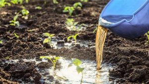 Tips Mengubah Sampah Dapur Menjadi Pupuk Cair Organik