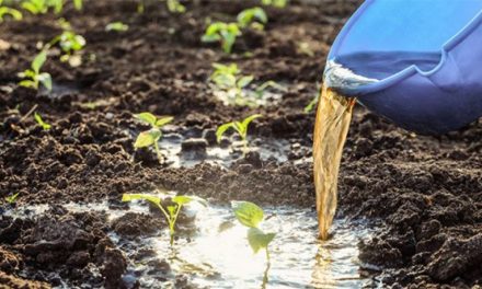 Tips Mengubah Sampah Dapur Menjadi Pupuk Cair Organik