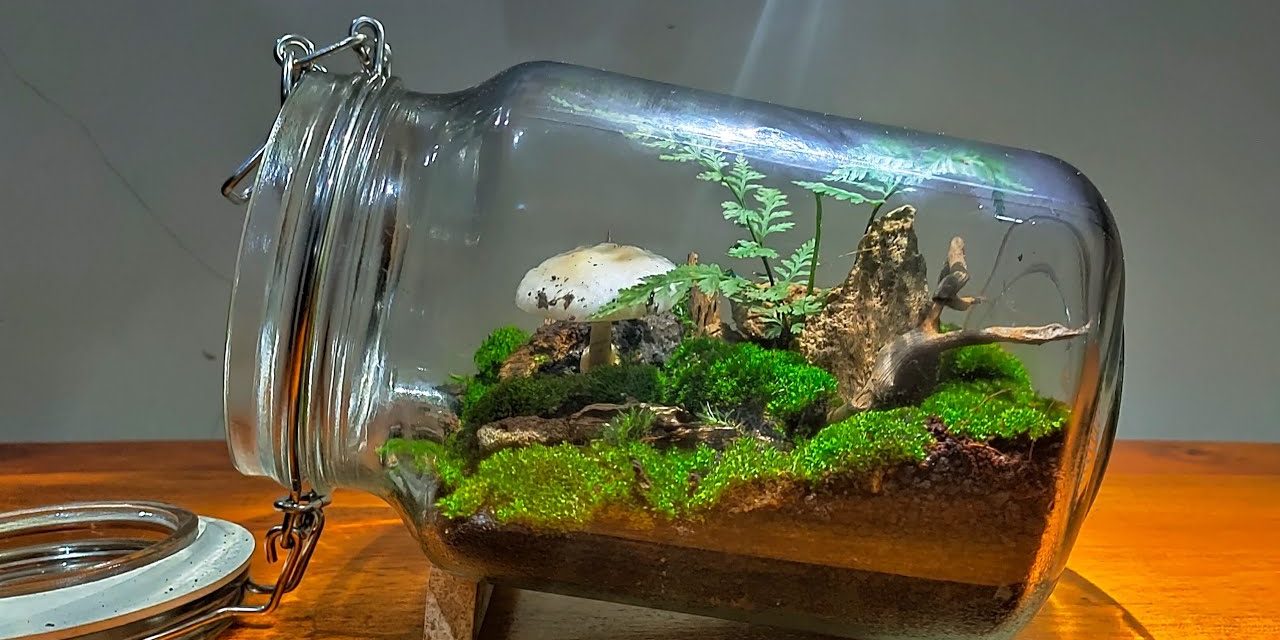 Tren Merawat Terrarium Mini, Solusi Hijau Untuk Dekorasi Kamar