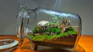Tren Merawat Terrarium Mini, Solusi Hijau Untuk Dekorasi Kamar