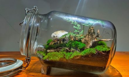 Tren Merawat Terrarium Mini, Solusi Hijau Untuk Dekorasi Kamar