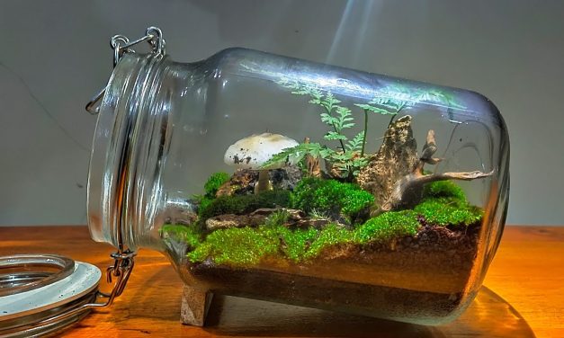 Tren Merawat Terrarium Mini, Solusi Hijau Untuk Dekorasi Kamar