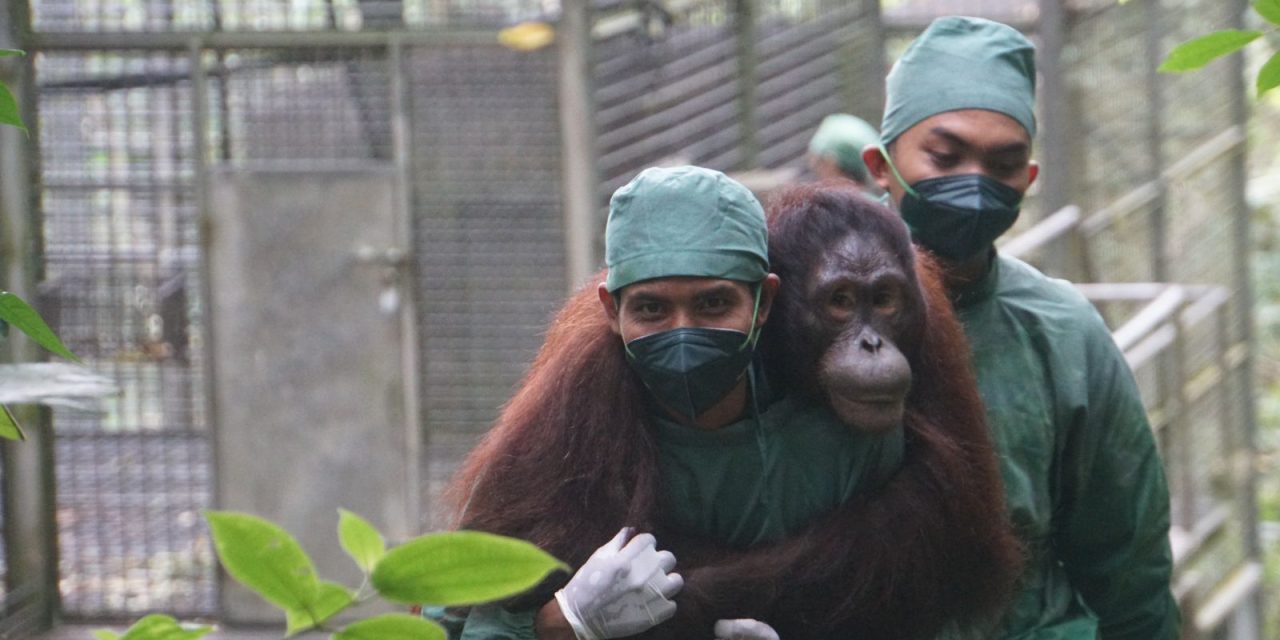 KLH Dan BKSDA Lepasliarkan Orangutan Di Kalimantan Tengah