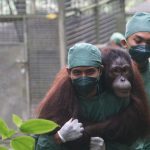 KLH Dan BKSDA Lepasliarkan Orangutan Di Kalimantan Tengah
