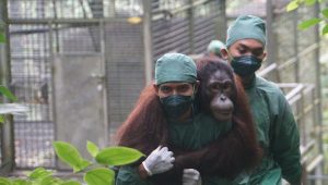 KLH Dan BKSDA Lepasliarkan Orangutan Di Kalimantan Tengah