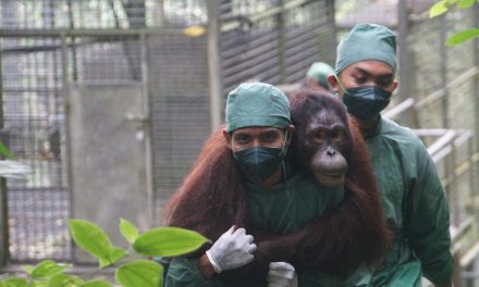 KLH Dan BKSDA Lepasliarkan Orangutan Di Kalimantan Tengah